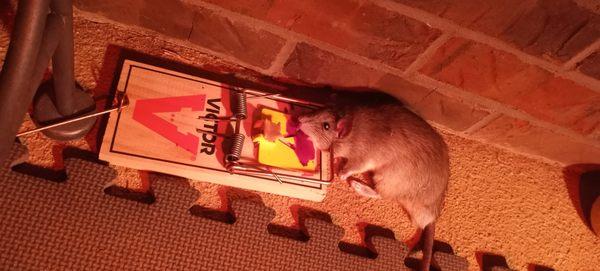 Sandlin's Pest Control