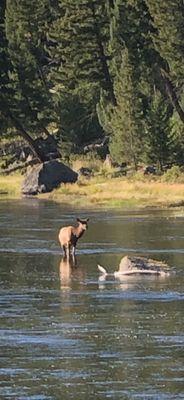 Elk of Yellowstone Park