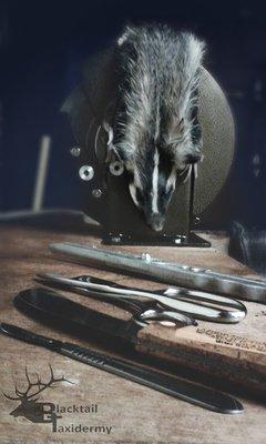 Badger at Blacktail Taxidermy