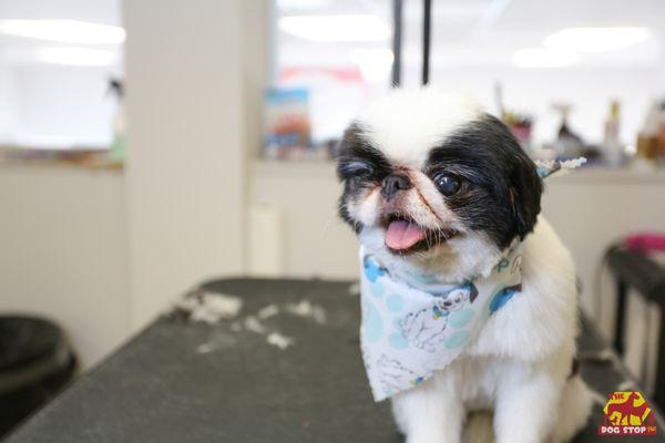 The Dog Stop - The Colony