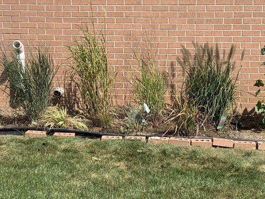 Native grasses from Horses Landscaping