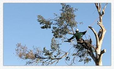 Gene's Tree Experts