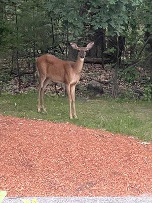 Deer coming out of the lime quarry