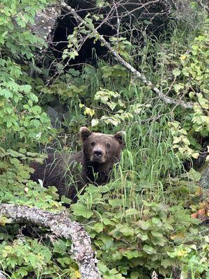 Bear at Wolverine Creek