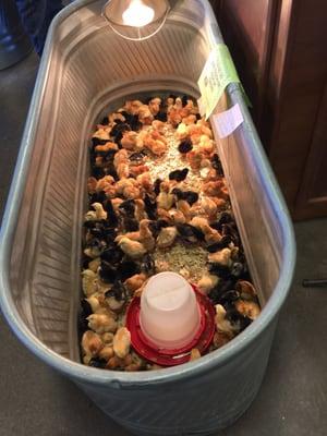 Babies packed together like peanuts