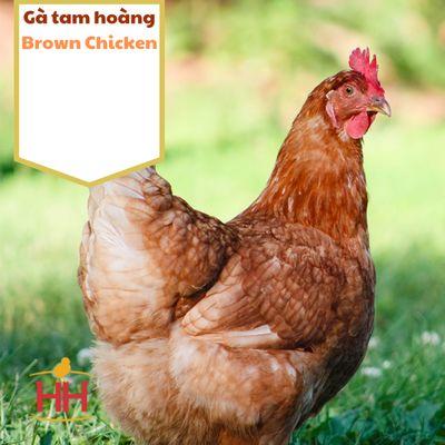 We have Brown Chicken in stock.