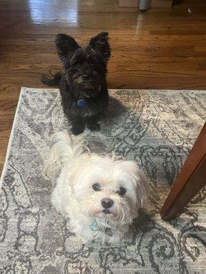 Oliver (black) Aiden (white) love Dr. Pletz at BSVC! He keeps them healthy, lively and lovable.