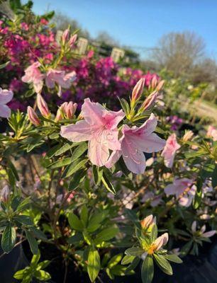 Magnolia’s Nursery & Market