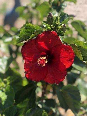 Springlook Farm Garden Center, Nursery, Florist
