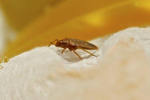Bed Bug Free Pest Control