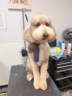 El Camino Pet Grooming