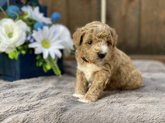 Precious Doodle Dogs