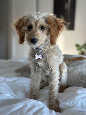 Posh Paws Grooming Salon Granite Bay