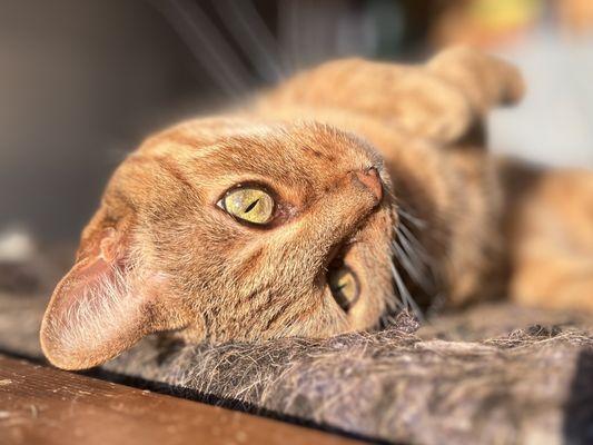 Critter Care By Lori Biek