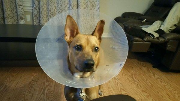 Surgery went well thanks to our vets at Dublin Veterinary Clinic.