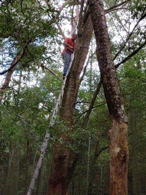 A Lot More Than Tree Work