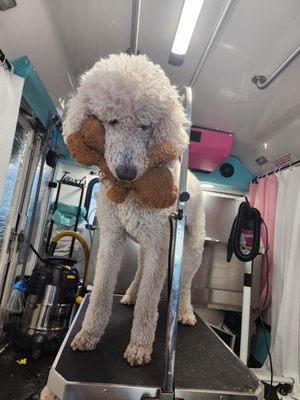DOG Mobile Grooming