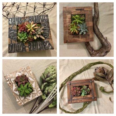 Framed Succulents