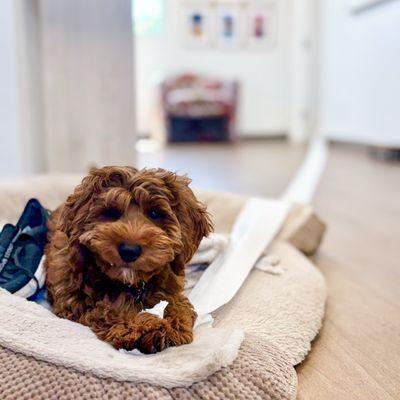 Norman's latest job duties include: rolling out the "red carpet" for our customers