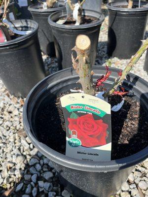 Great rose selection