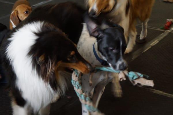 Waggin Tails Doggie Daycare