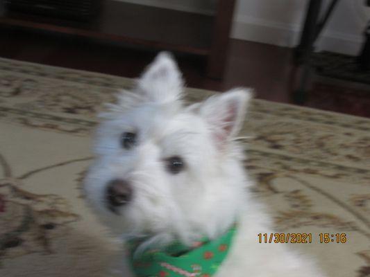 Forest Ridge Stables & Kennels