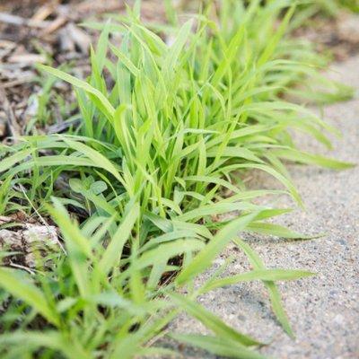 Wildlife Pest Control