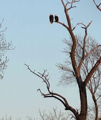 Eagle sighting on our walk