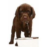 The Dog Days Of Summer - Puppies Prefer Purified H2O