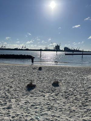 Davis Island Dog Beach