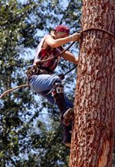 Ashe Tree Service