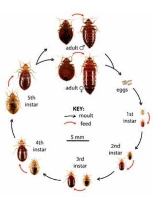 Bed Bug and Pest Control Service