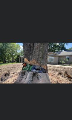 I&B Professional Tree Service