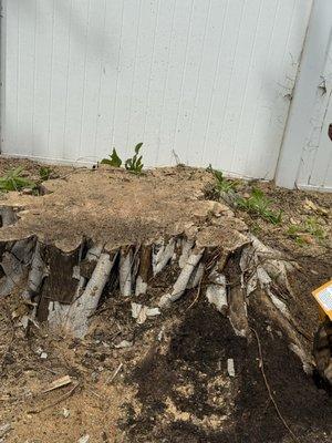 Nicko Tree service And Landscaping