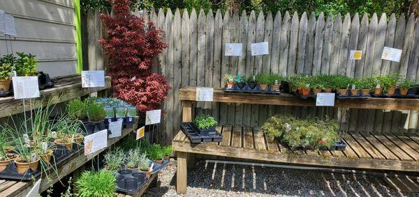 Sneed's Nursery