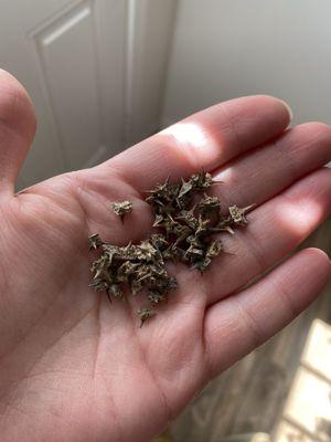 Goat heads after the second time