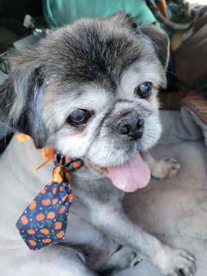 Phat -N- Sassy Grooming Salon