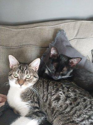 This is Olivia and Freya two sisters we adopted. AKA LuLu and LoLa