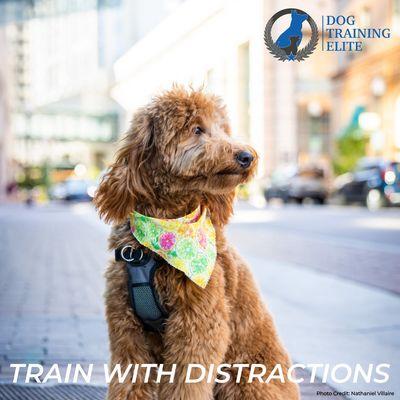 Dog Training Elite Western Chicago
