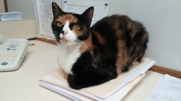 Parkview Animal Hospital