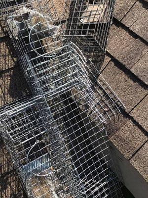 Long Island Wildlife Pest Control