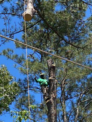 All In Tree Service of Mableton