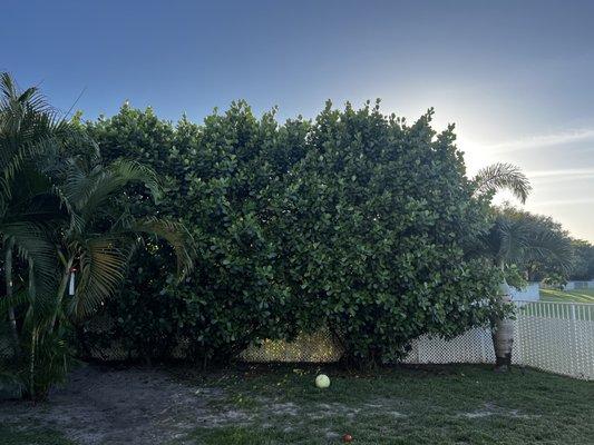 Paul's Cutting Tree Service