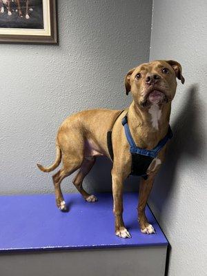 Indian Bend Animal Hospital