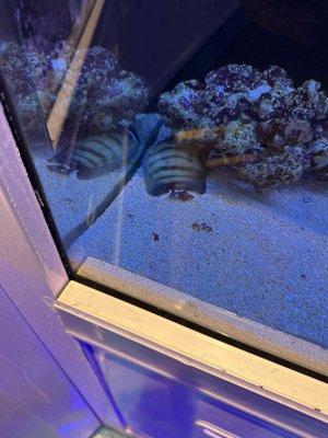 Not loving the dead fish just hanging out either