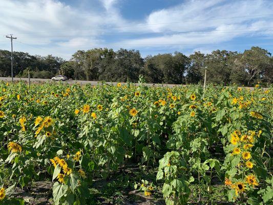 Sunflower picking