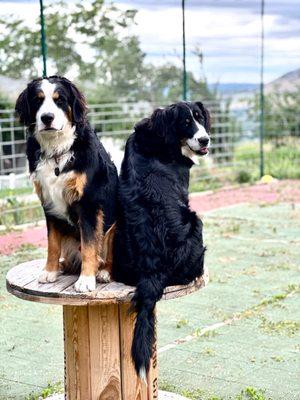 K9 Leadership Training