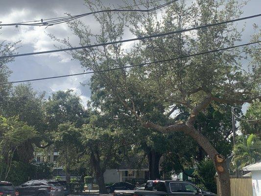 Aftermath Tree and Landscape