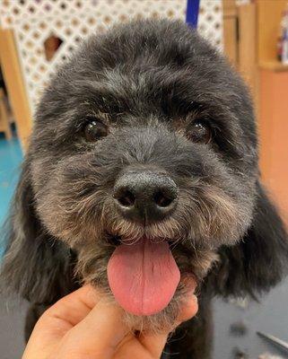 Peaceful Paws Pet Spa