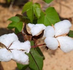 The Wool Bed Company